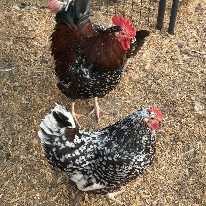 Chickens