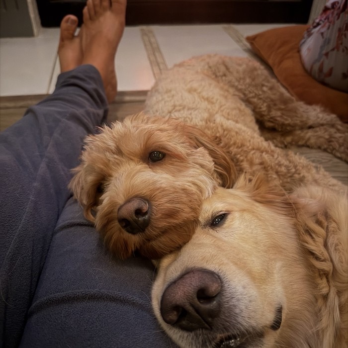Dogs