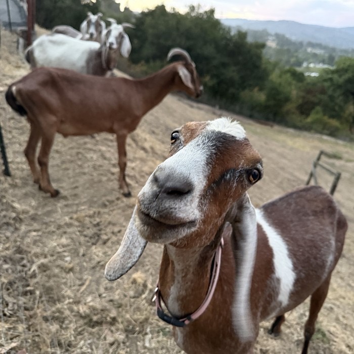 Goats on the farm