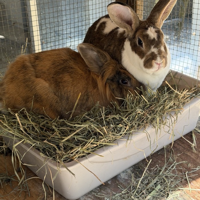 Rabbits